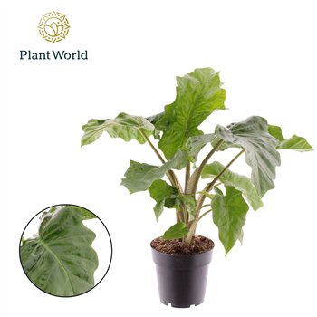 Alokazija Low Rider 1 pp 35cm 14cm Q165