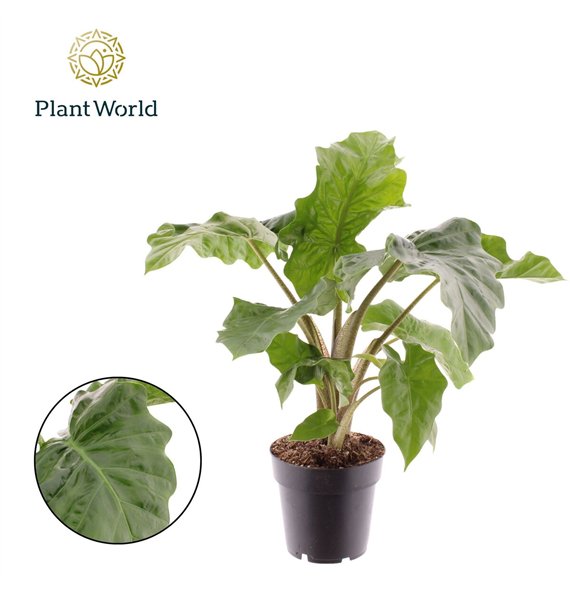 Alokazija Low Rider 1 pp 35cm 14cm Q165