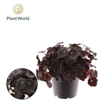 Begonija leaf magic colours dark mambo rex Dark Mambo 3 pp 25cm 12cm Q698