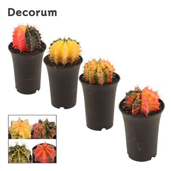 Gymnocalycum mihanovichii japan mix Gymnocalycium Kaktus Variegated Mix 9 cm (Decorum) 15cm 9cm Q828