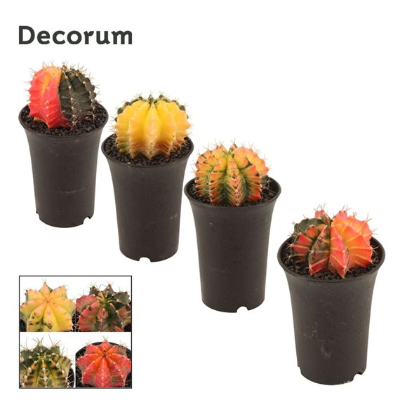 Gymnocalycum mihanovichii japan mix Gymnocalycium Kaktus Variegated Mix 9 cm (Decorum) 15cm 9cm Q828