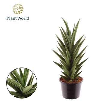 Taščin jezik - Sanseveria cylindrica Starshooter 40cm 14cm Q4292