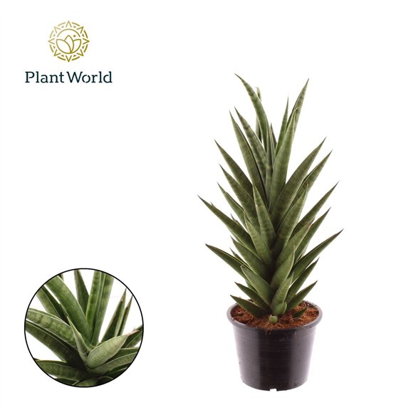 Taščin jezik - Sanseveria cylindrica Starshooter 40cm 14cm Q4292