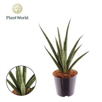 Taščin jezik - Sanseveria cylindrica Dancing Queen 40cm 14cm Q4793