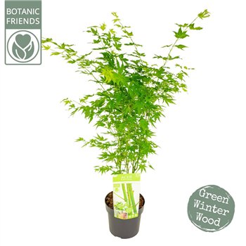 Javor palmatum palm  Going Green® 75cm 19cm Q14