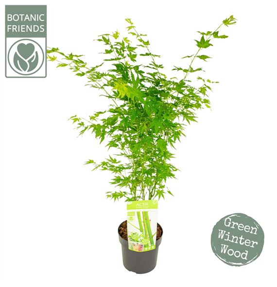 Javor palmatum palm  Going Green® 75cm 19cm Q14