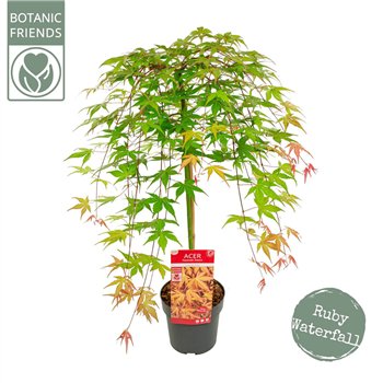 Javor palmatum palm  Cascade Ruby ®40 cm stem 80cm 19cm Q42