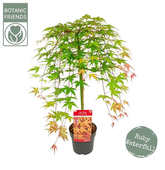 Javor palmatum palm  Cascade Ruby ®40 cm stem 80cm 19cm Q42