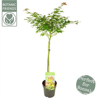 Javor palmatum little princess palm  Little Princess40 cm stem 90cm 19cm Q50