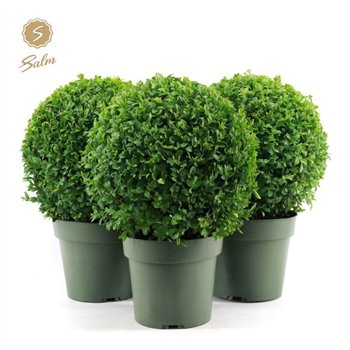 Buxus sempervirens semp  Ball O25cm P2125 cm diameter 40cm 21cm Q852