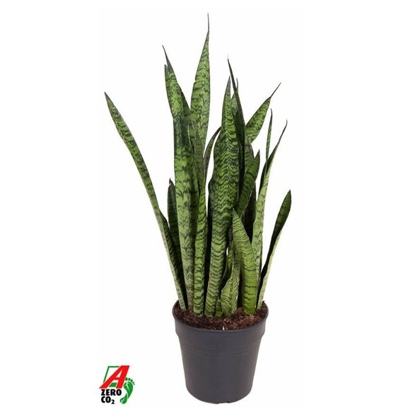 Taščin jezik - Sanseveria zeylanica Zeylanica P2420 pp 80cm 24cm Q1318