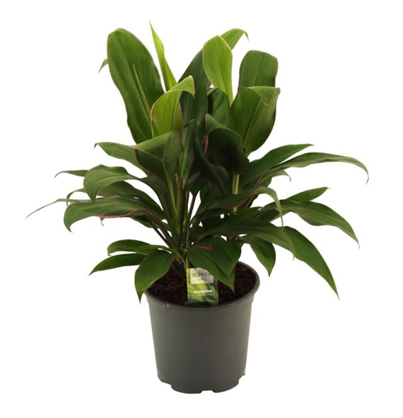 Cordyline glauca Glauca Toef 19 cm 3 pp 55cm 19cm Q2313