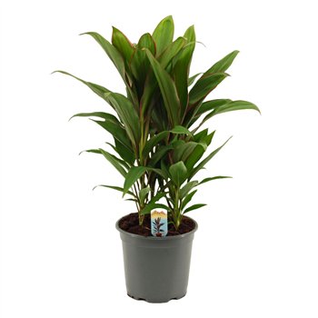 Cordyline fruticosa geraldo Salsa toef 19 cm 3 pp 55cm 19cm Q2321