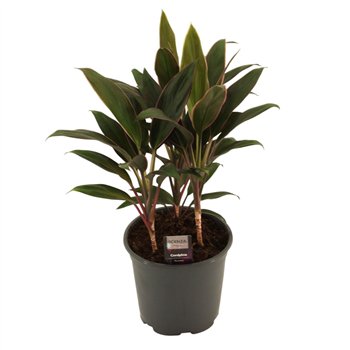 Cordyline fruticosa rumba Rumba Toef 19 cm 3 pp 55cm 19cm Q2323
