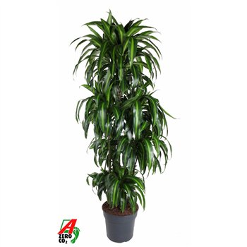 Dracena fragr  hawaiian sunshine Hawaiiana 120-carrouselpp 180cm 34cm Q2493