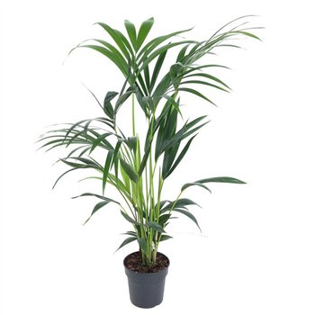 Palma Hovea forsteriana Forsteriana(kentia) P19-110pp 100cm 19cm Q3281