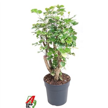 Polyscias balfourii Balfouriana branched P241 pp 90cm 24cm Q4817