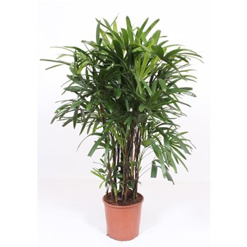 Rhapis excelsa excelsa14 pp 160cm 30cm Q5366