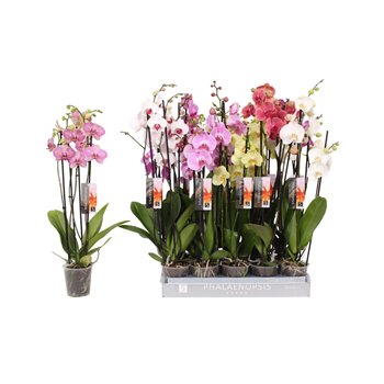 Orhideja Phalaenopsis mix 7 color  4-spike 25+25 fl 4 stems plnt 70cm 12cm Q4013