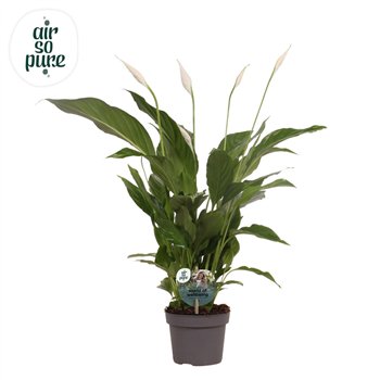 Spatifil strauss 13 cm Strauss Air so Pure - WOW etiket3 fl 50cm 13cm Q5132