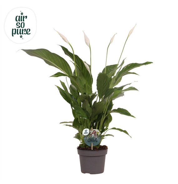 Spatifil strauss 13 cm Strauss Air so Pure - WOW etiket3 fl 50cm 13cm Q5132