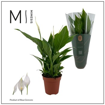 Spatifil torelli 3+ - Mimesis 40cm 12cm Q5154