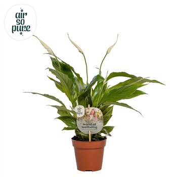 Spatifil torelli 3+ - Steeketiket 40cm 12cm Q5155