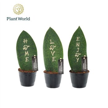 Taščin jezik - Sanseveria Green Brandingz Special Mixtureoverig pp 35cm 10.5cm Q1301