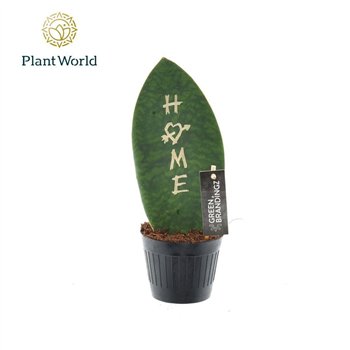 Taščin jezik - Sanseveria Green Brandingz Home other pp 35cm 10.5cm Q1313