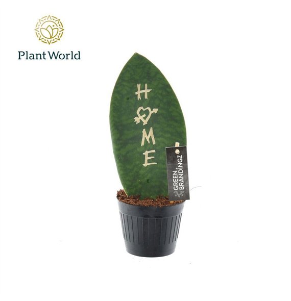 Taščin jezik - Sanseveria Green Brandingz Home other pp 35cm 10.5cm Q1313