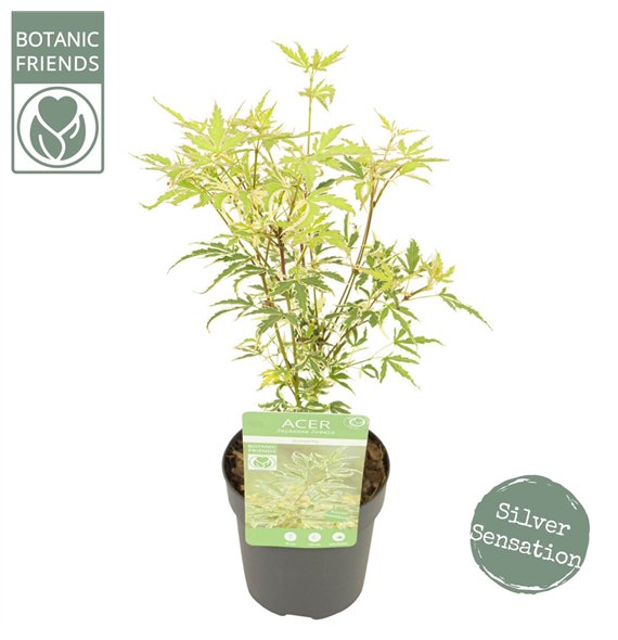 Javor palmatum butterfly palm  Butterfly1 pp 40cm 10cm Q35