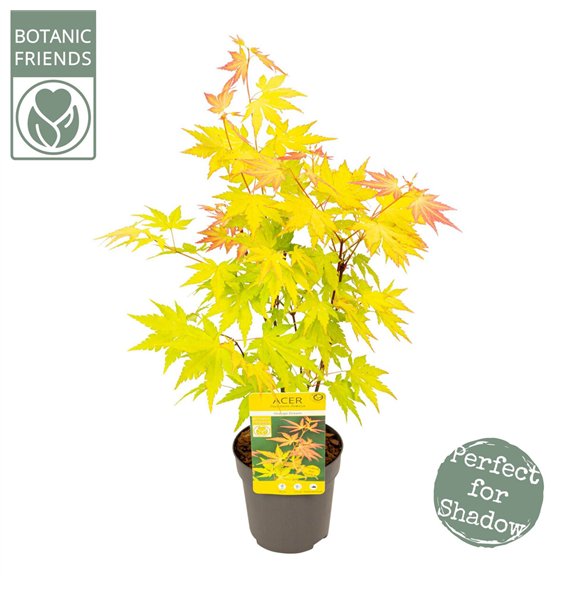 Javor palmatum orange dream palm  Orange Dream1 pp 200 gram 40cm 10cm Q49