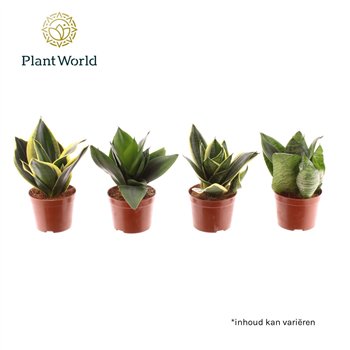 Taščin jezik - Sanseveria trifasciata hahnii Dwarf Hahnii mixed 20cm 9cm Q1201