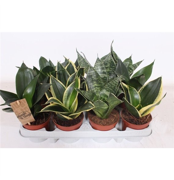 Taščin jezik - Sanseveria trifasciata hahnii Hahnii Mix 18cm 9cm Q1246