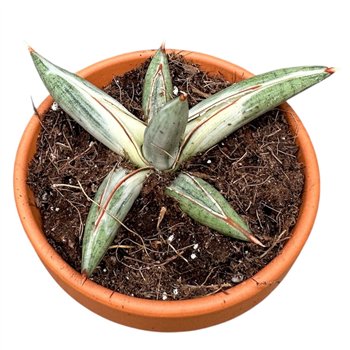 Taščin jezik - Sanseveria Lavranos Blue Clone 1 pp 15cm 8cm Q1218