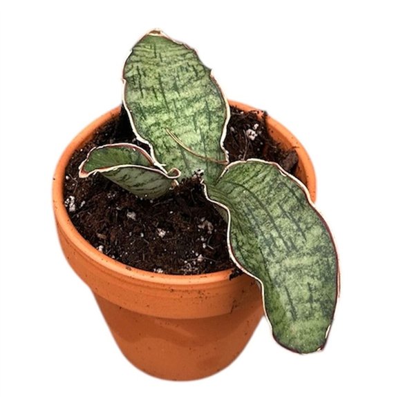 Taščin jezik - Sanseveria Kirkii Silver Blue 1 pp 15cm 8cm Q1221