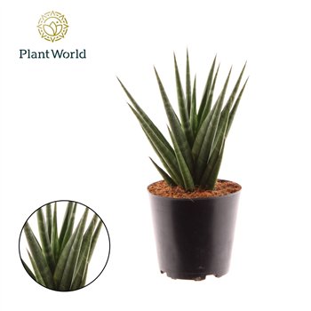 Taščin jezik - Sanseveria cylindrica Dancing Queen other pp 30cm 12cm Q1255