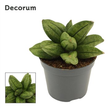 Taščin jezik - Sanseveria Pyramid Crown 6 cm (Decorum) 8cm 6cm Q1271