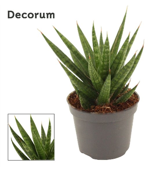 Taščin jezik - Sanseveria francisii Francisii 6 cm (Decorum) 10cm 6cm Q1295