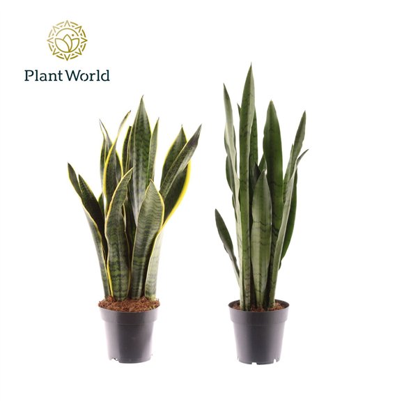 Taščin jezik - Sanseveria trifasciata mixed 2 kinds 8 pp 45cm 12cm Q1341