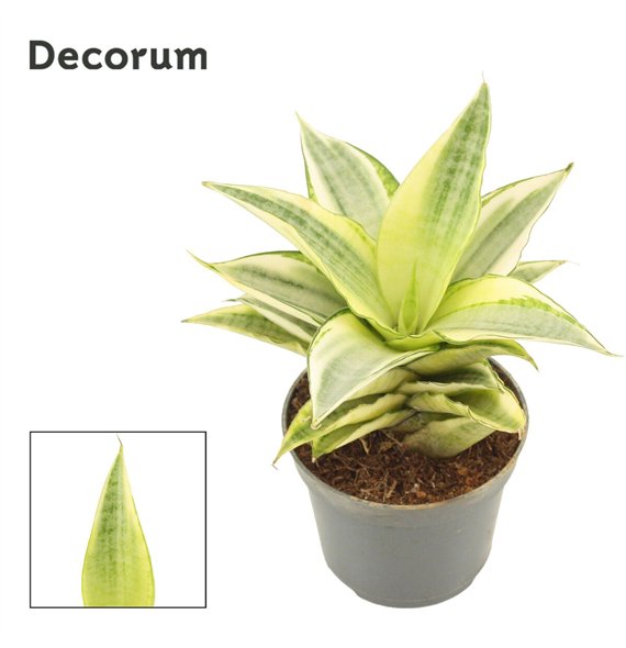 Taščin jezik - Sanseveria Gabriella Crown 6 cm (Decorum) 11cm 6cm Q1349