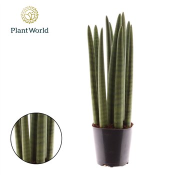 Taščin jezik - Sanseveria cylindrica Spaghetti 40cm 12cm Q1362