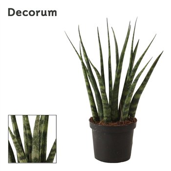 Taščin jezik - Sanseveria fernwood Fernwood 9 cm (Decorum) 25cm 9cm Q1347