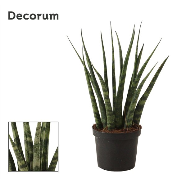 Taščin jezik - Sanseveria fernwood Fernwood 9 cm (Decorum) 25cm 9cm Q1347