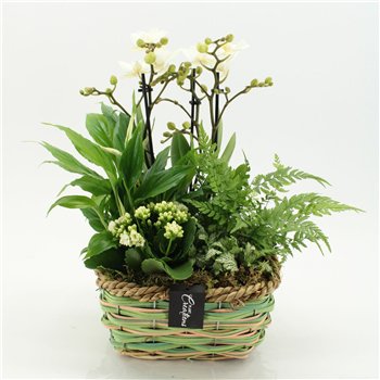 Orhideja Phalaenopsis PHAL-2653W creatie 5 pp 50cm 21cm Q4235