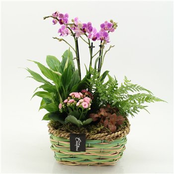 Orhideja Phalaenopsis PHAL-2653RZ creatie 5 pp 50cm 21cm Q4239