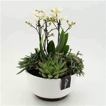 Orhideja Phalaenopsis PHAL-2651W creatie 4 pp 50cm 22cm Q4242