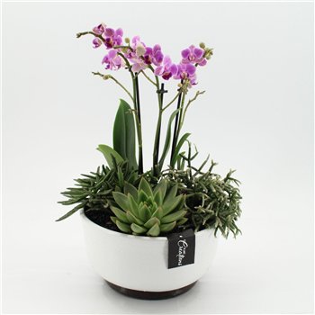 Orhideja Phalaenopsis PHAL-2651RZ creatie 4 pp 50cm 22cm Q4243