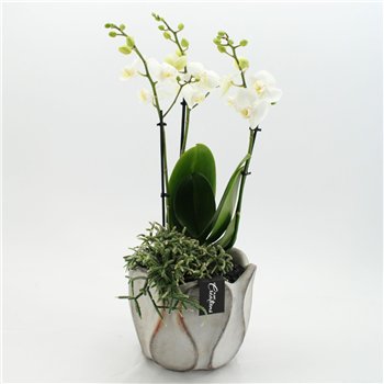 Orhideja Phalaenopsis PHAL-2650W creatie 2 pp 60cm 20cm Q4244