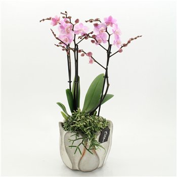 Orhideja Phalaenopsis PHAL-2650RZ creatie 2 pp 60cm 20cm Q4245